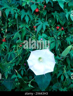 Die weiße heilige Datura-Pflanze, umgeben von scharlachroten Creeper-Blüten, die in den Santa Catalina Bergen im Süden Arizonas gefunden werden. Stockfoto