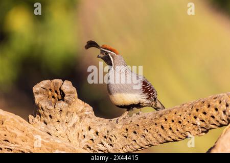 Gambel's Quail männlich, Pima County, Arizona. Stockfoto