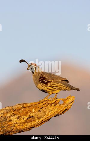 Gambel's Quail männlich, Pima County, Arizona. Stockfoto
