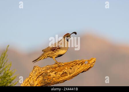 Gambel's Quail männlich, Pima County, Arizona. Stockfoto