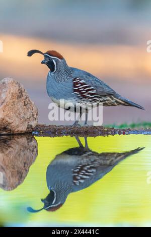 Gambel's Quail männlich im Water, Pima County, Arizona. Stockfoto