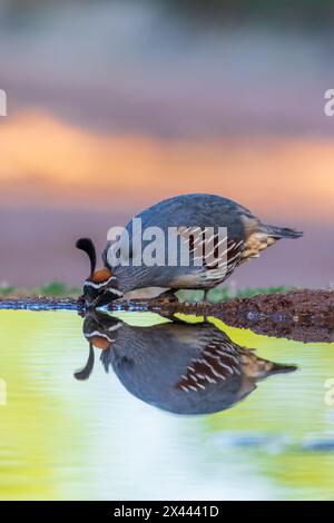 Gambel's Quail, männlich, trinkt im Wasser, Pima County, Arizona. Stockfoto