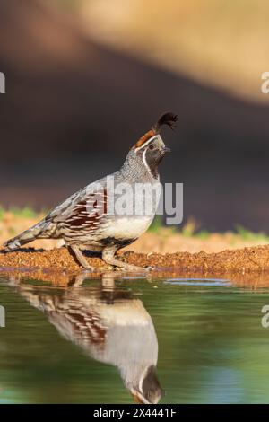 Gambel's Quail männlich im Water, Pima County, Arizona. Stockfoto