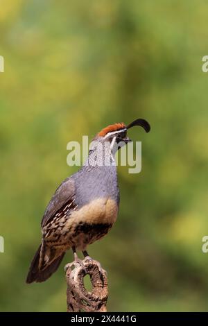 Gambel's Quail männlich, Pima County, Arizona. Stockfoto