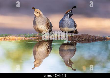 Gambel's Quail männlich und weiblich im Water, Pima County, Arizona. Stockfoto