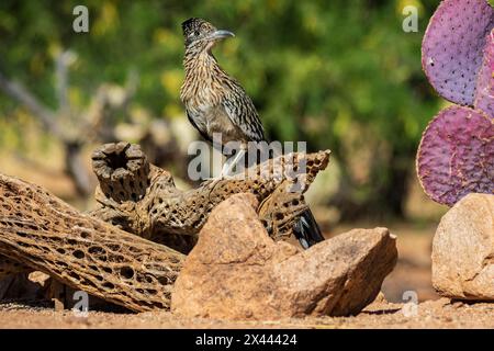 Greater Roadrunner in der Wüste, Pima County, Arizona. Stockfoto