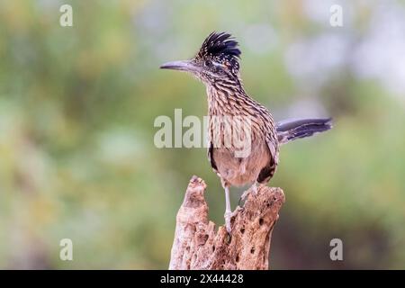 Greater Roadrunner in der Wüste, Pima County, Arizona. Stockfoto