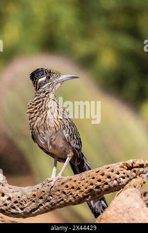 Greater Roadrunner in der Wüste, Pima County, Arizona. Stockfoto