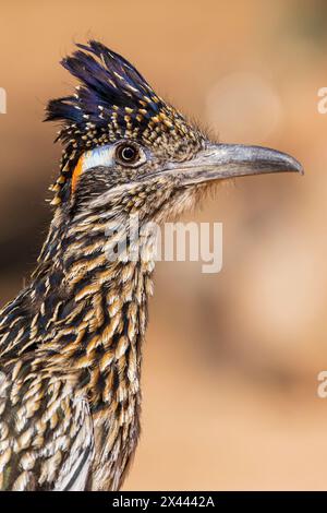 Greater Roadrunner in der Wüste, Pima County, Arizona. Stockfoto