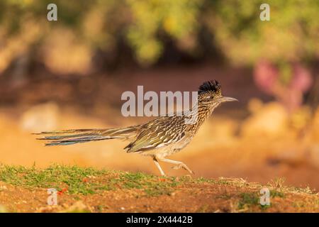 Greater Roadrunner in der Wüste, Pima County, Arizona. Stockfoto