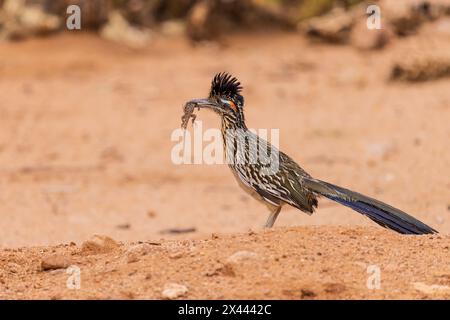 Greater Roadrunner mit Eidechse in der Wüste, Pima County, Arizona. Stockfoto