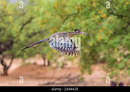 Greater Roadrunner im Flug in der Wüste, Pima County, Arizona. Stockfoto