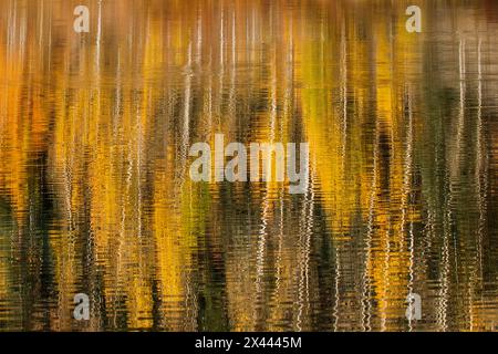 Autumn aspen trees reflecting on lake, Colorado Stockfoto