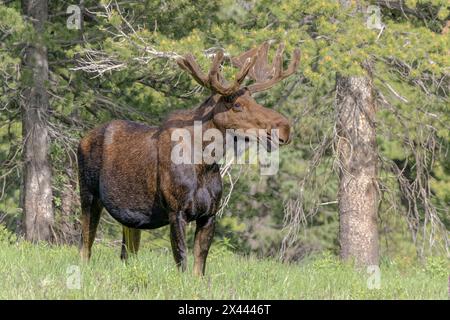 Bull Elose USA, Colorado, Cameron Pass. Stockfoto