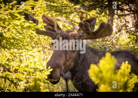 USA, Colorado, Cameron Pass. Bullenmoose Nahaufnahme. Stockfoto