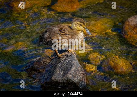 USA, Colorado, Fort Collins. Stockenten-Entlein auf Felsen im Fluss. Stockfoto