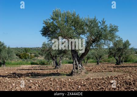 Hundertjähriger Olivenbaum im spanischen Olivenhain im Frühling Stockfoto