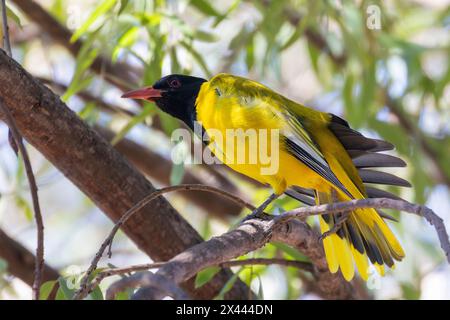 Schwarzköpfige Oriole (Oriolus larvatus) in breitblättrigen Wäldern, die sich über einen Flügel erstrecken, bei Phalaborwa, Limpopo, Südafrika Stockfoto