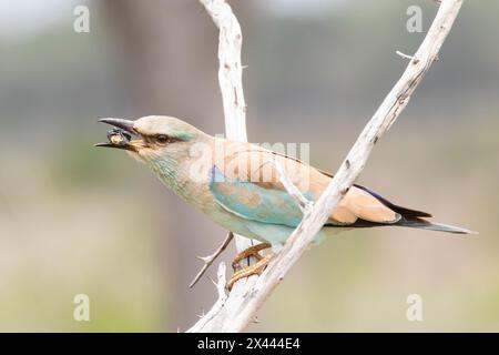 Europäischer Roller (Coracius garrulus semenowi) mit Insektenbeute, Limpopo, Südafrika. Aufgrund des Bevölkerungsrückgangs als weltweit beinahe bedroht gelistet Stockfoto