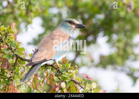 Europen Roller (Coracius garrulus garrulus) auf Ast, Limpopo, Südafrika. Weltweit aufgrund des Bevölkerungsrückgangs als beinahe bedroht gelistet. Stockfoto