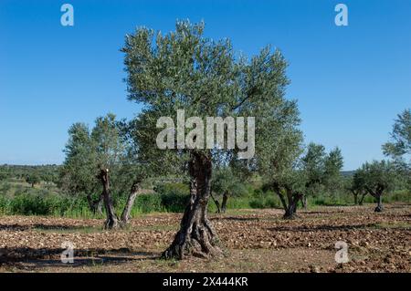 Hundertjähriger Olivenbaum im spanischen Olivenhain im Frühling Stockfoto