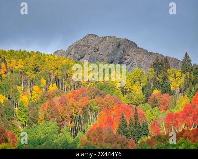 USA, Colorado, Kebler Pass. Leuchtende Herbstfarbe am Kebler Pass Stockfoto