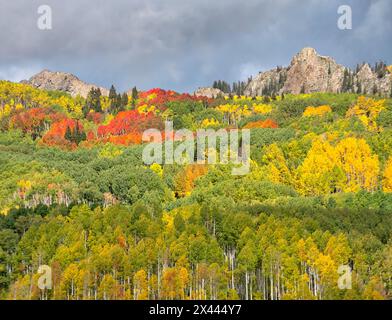 USA, Colorado, Kebler Pass. Leuchtende Herbstfarbe am Kebler Pass Stockfoto