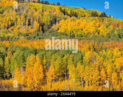 USA, Colorado, Kebler Pass. Helle Farbe der herbstlichen Aspens am Kebler Pass Stockfoto