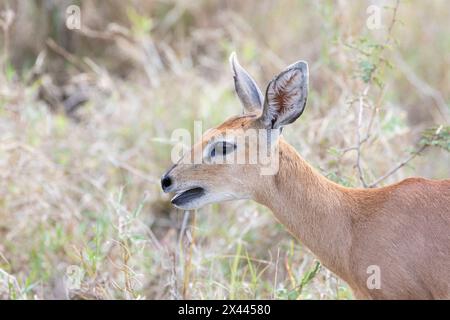 Weiblicher Steenbock (Raphicerus campestris) Nahaufnahme Kopfschuss in der Graslandsavanne, Limpopo, Südafrika Stockfoto