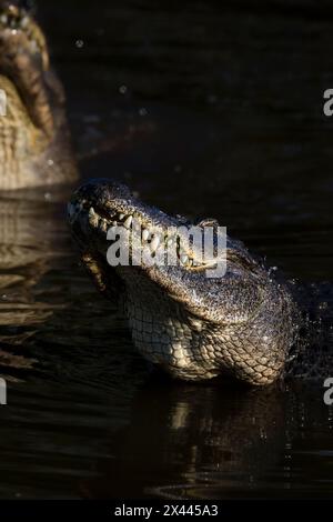 Amerikanische Alligatoren steigen aus dem Wasser als Zuchtstück hervor. Stockfoto