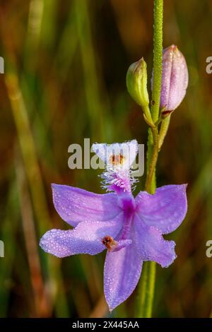 Eine grasrosa Orchidee in Südflorida. Stockfoto