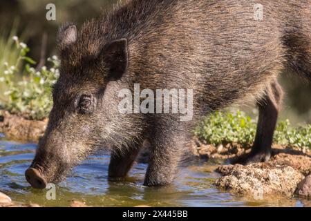 Wildschwein (Sus scrofa) an der Trinkrinne, Extremadura, Castilla La Mancha, Spanien Stockfoto