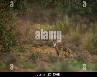 Pardell Lynx female, Iberian Lynx (Lynx pardinus), Extremadura, Castilla La Mancha, Spanien Stockfoto