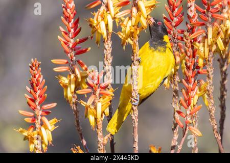 Schwarzköpfige Oriole (Oriolus larvatus) an Aloe-Blüten bei Phalaborwa, Limpopo, Südafrika Stockfoto