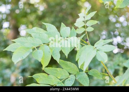 Europäische Asche (Fraxinus excelsior), Nahaufnahme von Blättern und Knospen, Nordrhein-Westfalen, Deutschland Stockfoto