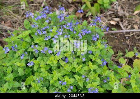 Germander speedwell (Veronica chamaedrys), Blumenteppich auf dem Waldboden, Velbert, Nordrhein-Westfalen, Deutschland Stockfoto