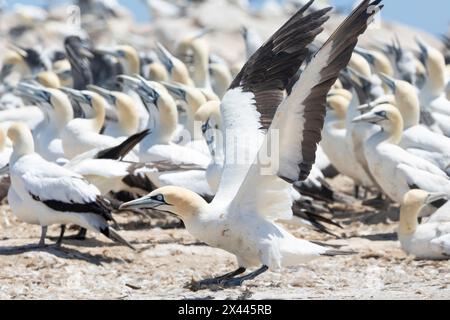 Cape Gannet (Morus capensis) fliegt in der Brutkolonie Bird Island, Lamberts Bay, Westküste, Südafrika, sie sind weltweit gefährdet Stockfoto