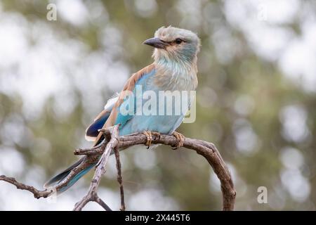 Europen Roller (Coracius garrulus garrulus) auf Ast, Limpopo, Südafrika. Weltweit aufgrund des Bevölkerungsrückgangs als beinahe bedroht gelistet. Stockfoto