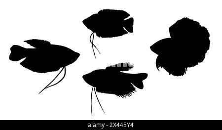Silhouettenzeichnung mit Aquarienfischen. Illustration mit Gourami, Zwerggourami und siamesischen Kampffischen. Stockfoto