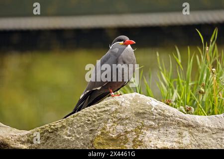 Inka-Tern (Larosterna-inca), gefährdet Stockfoto