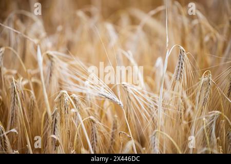 Goldfarbene Gerstenohren auf weichem, verschwommenem Hintergrund, Köln, Nordrhein-Westfalen, Deutschland Stockfoto