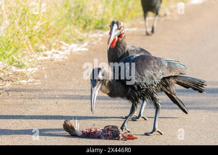 Südenhornvogel (Bucorvus leadbeateri), Jugendliche und Erwachsene, die Swainson's Spurfowl Prey Kruger National Park, Limpopo, Südafrika essen Stockfoto