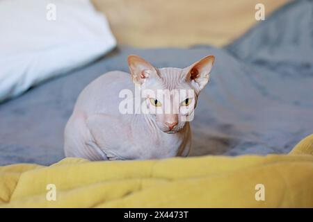 Schönes Haustier. Süße Sphynx Katze zu Hause Stockfoto