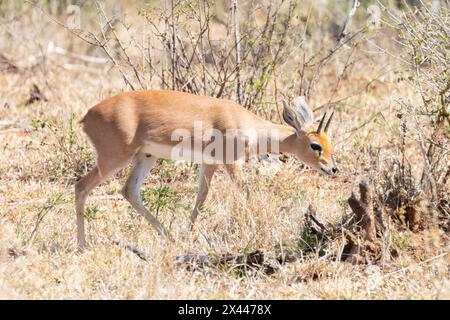 Steenbok (Raphicerus campestris) in der Graslandsavanne Stockfoto