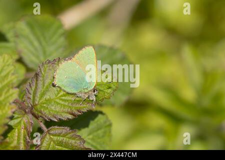 Grüner Haarsträhnen-Schmetterling (Callophrys rubi), adulter auf einem Bramble-Blatt, England, Vereinigtes Königreich Stockfoto