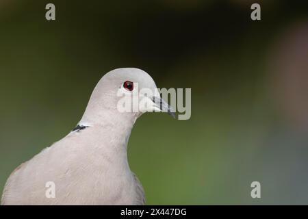 Eurasische Taube (Streptopelia Decocto) Erwachsener Vogelkopf Porträt, England, Vereinigtes Königreich Stockfoto