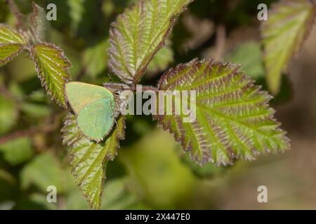 Grüner Haarsträhnen-Schmetterling (Callophrys rubi), adulter auf einem Bramble-Blatt, England, Vereinigtes Königreich Stockfoto