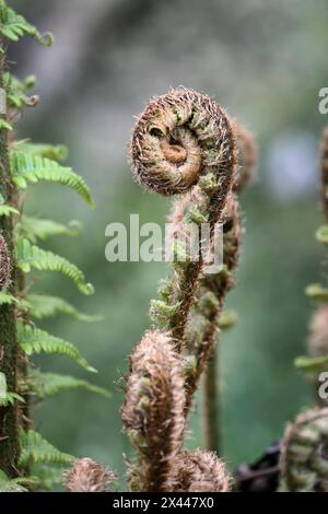 Bracken Fern Fiddleheads (Pteridium aquilinum) Unfurling, Großbritannien Stockfoto