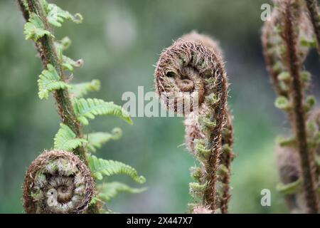 Bracken Fern Fiddleheads (Pteridium aquilinum) Unfurling, Großbritannien Stockfoto