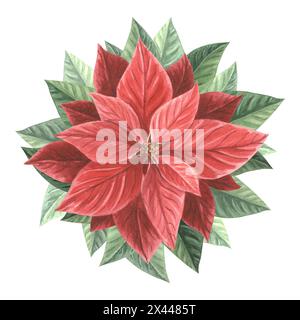 Rote Weihnachtsstern. Traditionelle Weihnachtspflanzen im Vintage-Stil. Hand gezeichnet Aquarell Illustration Urlaub Design isolierte Vorlage für Einladung, gr Stockfoto